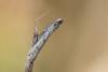 Phycitinae inconnu